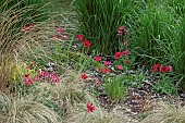 Anemone Pavonina