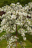 Malus Molten Lava (Crab Apple)