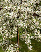 Malus Molten Lava (Crab Apple)