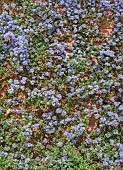 Ceanothus Blue Mound (California lilac)