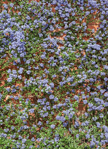Ceanothus_Blue_Mound_California_lilac
