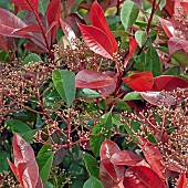 Photinia x fraseri Red Robin