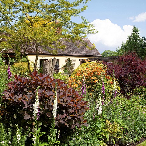 Border_of_herbaceous_perennials_mature_trees_and_shrubs_in_garden