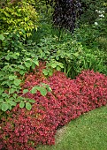 Border of mature trees and shrubs in June early summer in John Massey`s Garden Aswood (NGS)