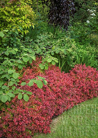 Border_of_mature_trees_and_shrubs_in_June_early_summer_in_John_Masseys_Garden_Aswood_NGS
