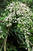 Clematis Montana Marjorie in June