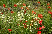 Wild flowers poppies and daisies in June early Summer in John Massey`s Garden Ashwood