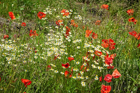 Wild_flowers_poppies_and_daisies_in_June_early_Summer_in_John_Masseys_Garden_Ashwood