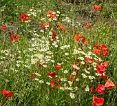 Wild flowers poppies and daisy in June early Summer in John Massey`s Garden Ashwood (NGS)