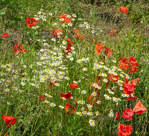 Wild_flowers_poppies_and_daisy_in_June_early_Summer_in_John_Masseys_Garden_Ashwood_NGS