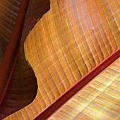 Underside of Canna Tropicanna leaf