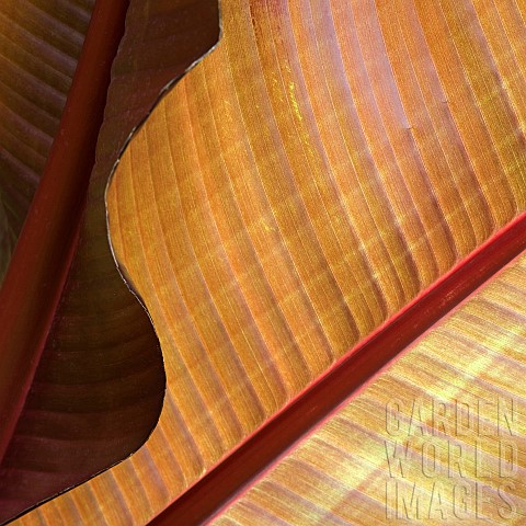 Underside_of_Canna_Tropicanna_leaf