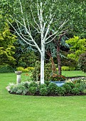 Betula Utilis Whiteness striking white birch trees in border with mature shrubs and trees in June Early Summer