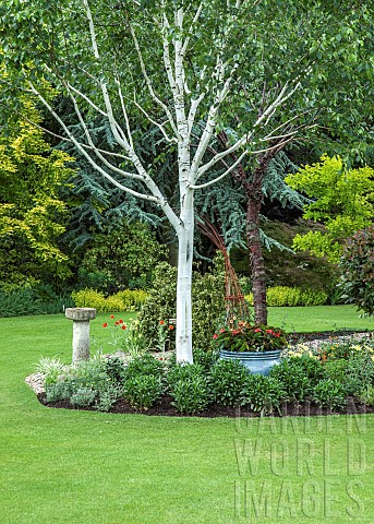 Betula_Utilis_Whiteness_striking_white_birch_trees_in_border_with_mature_shrubs_and_trees_in_June_Ea