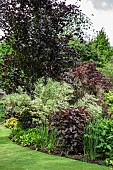 Colourful border of mature trees and shrubs in John Massey`s Garden Ashwood (NGS) June.