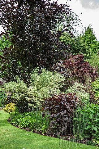 Colourful_border_of_mature_trees_and_shrubs_in_John_Masseys_Garden_Ashwood_NGS_June