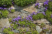 Campanula Poscharskyana