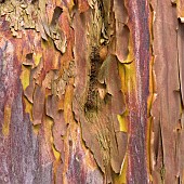 Arbutus x Andrachnoidesan - Strawberry Tree