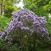 Rhododendron