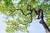 Sunlight shinning through canopy of tree branches on mature tree in late spring June