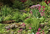 Dell with stream waterfall and rock garden shade loving ferns and plants, striking Azaleas and Rhododendrons