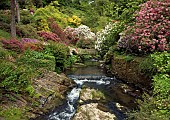 Stream with footbridge running through mature woodland with many varieties of trees and striking Rhododenrons early in June