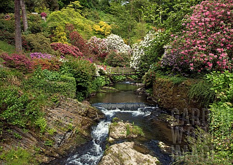Stream_with_footbridge_running_through_mature_woodland_with_many_varieties_of_trees_and_striking_Rho