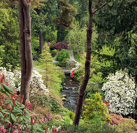 Stream_running_through_the_woodland_garden_with_striking_Rhododenrons