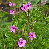 Hardy Geranium with pink flowers
