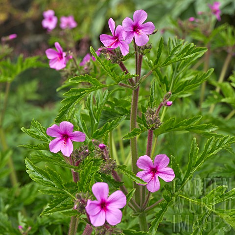 Hardy_Geranium_with_pink_flowers