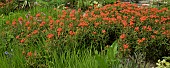 Herbaceous borders perennial Euphorbia griffithii Fireglow