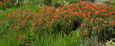 Herbaceous_borders_perennial_Euphorbia_griffithii_Fireglow