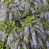 Wisteria venusta Violacea