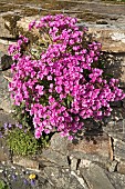 Lewisia columbiana