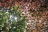 Sunlight shinning through mature tree branches in June