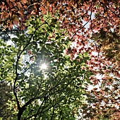 Sunlight shinning through mature tree branches in June