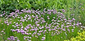 Chives Allium schoenoprasum