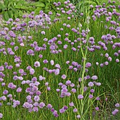 Chives Allium schoenoprasum