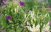 Variegated Horseradish Armoracia rusticana Variegata in June