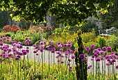 Allium hollandicum Purple Sensation