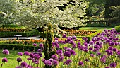 Allium hollandicum `Purple Sensation`purple globe blooms in semi formal borders with orange tulips and white Cherry Bl;ossom, in early June