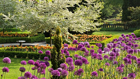 Allium_hollandicum_Purple_Sensationpurple_globe_blooms_in_semi_formal_borders_with_orange_tulips_and