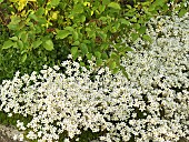 Saxifraga caespitosa - Tufted Alpine Saxifrage June