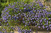 Ceanothus Blue Sapphire