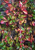 Parthenocissus henryana, Silver-Vein Creeper