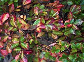 Parthenocissus Henryana Silver-Vein