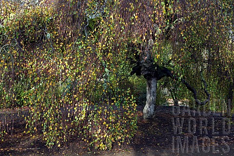 Deciduous_Tree_Betula_pendula_Youngii