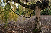 Garden view Betula pendula Youngii a weeping Birch in a late autumn garden in November