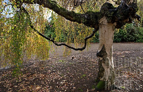 Garden_view_Betula_pendula_Youngii_a_weeping_Birch_in_a_late_autumn_garden_in_November