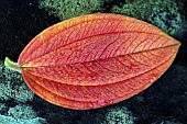 Tibouchina urvilleana Leaf